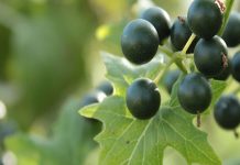 Гомеопатия для гармонии и долголетия gomeomed